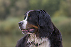 Bernese Mountain Dog Portrait