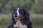 Bernese Mountain Dog Portrait