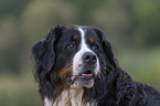 Bernese Mountain Dog Portrait