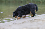 Bernese Mountain Dog Puppy