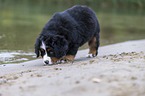 Bernese Mountain Dog Puppy