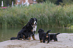 Bernese Mountain Dog Puppy