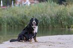 sitting Bernese Mountain Dog