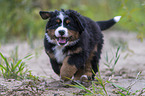 Bernese Mountain Dog Puppy