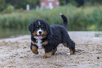 Bernese Mountain Dog Puppy