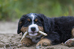 Bernese Mountain Dog Puppy