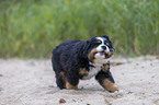 Bernese Mountain Dog Puppy