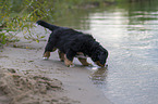 Bernese Mountain Dog Puppy