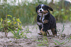 Bernese Mountain Dog Puppy