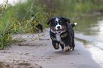 Bernese Mountain Dog Puppy