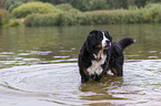 standing Bernese Mountain Dog