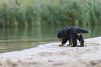 Bernese Mountain Dog Puppy