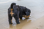 Bernese Mountain Dog Puppy
