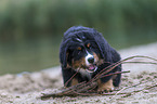 Bernese Mountain Dog Puppy