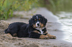 Bernese Mountain Dog Puppy