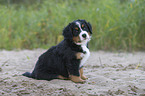 Bernese Mountain Dog Puppy