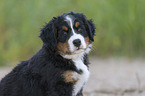 Bernese Mountain Dog Puppy