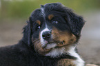 Bernese Mountain Dog Puppy