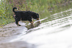 Bernese Mountain Dog Puppy