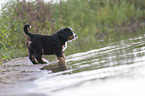 Bernese Mountain Dog Puppy