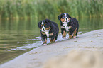 Bernese Mountain Dog Puppy