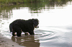 Bernese Mountain Dog Puppy