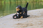 Bernese Mountain Dog Puppy