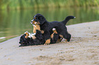 Bernese Mountain Dog Puppy