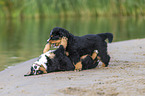 Bernese Mountain Dog Puppy