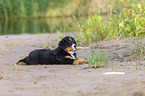 Bernese Mountain Dog Puppy