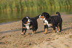 Bernese Mountain Dog Puppy