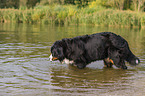 standing Bernese Mountain Dog
