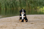 Bernese Mountain Dog Puppy