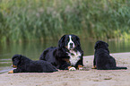 Bernese Mountain Dog Puppy
