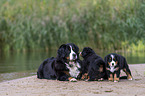 Bernese Mountain Dog Puppy