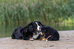 Bernese Mountain Dog Puppy