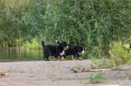 Bernese Mountain Dog Puppy