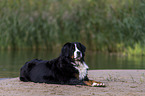 lying Bernese Mountain Dog