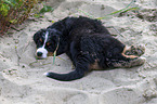 Bernese Mountain Dog Puppy