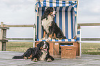 sitting Bernese Mountain Dog