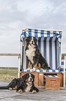 sitting Bernese Mountain Dog