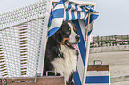 Bernese Mountain Dog Portrait