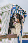 Bernese Mountain Dog