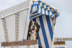 Bernese Mountain Dog Portrait