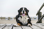 lying Bernese Mountain Dog