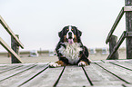 lying Bernese Mountain Dog
