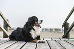lying Bernese Mountain Dog