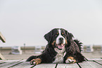 lying Bernese Mountain Dog
