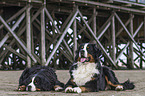 lying Bernese Mountain Dog