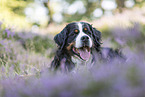 lying Bernese Mountain Dog